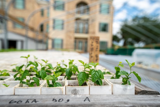 UTRGV Brownsville campus nursery