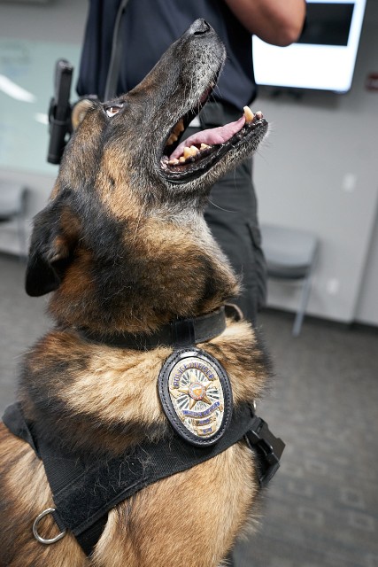 K9 Officer Odin