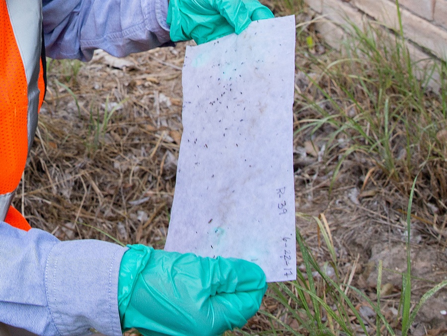 A UTRGV biology student checks a paper from a mosquito larvae trap as part of a research project.