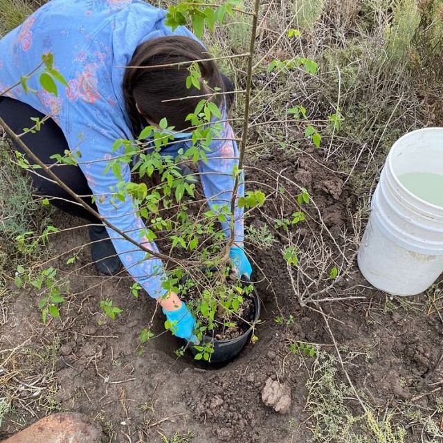 Samantha Colunga planting a tree