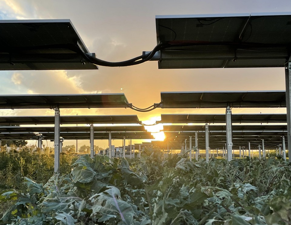 Photo of an agrivoltaic system in Longmont, Colorado.