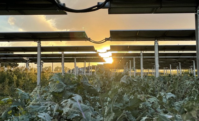 Photo of an agrivoltaic system in Longmont, Colorado.