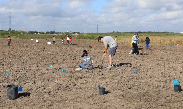 UTRGV students planted trees to reforest one acre of the San Carlos Endowment Center on Dec. 10. The effort was a collaboration between American Forests, Hidalgo County Precinct 4 and UTRGV, with aid from the Laura Jane Musser Fund.