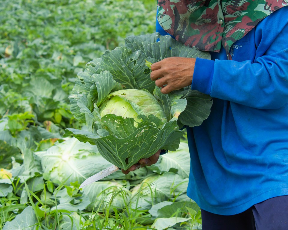 usda image of vegetables growing 