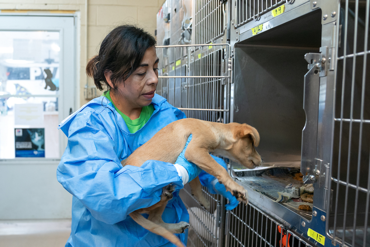 pvac helping animals with donated ppe