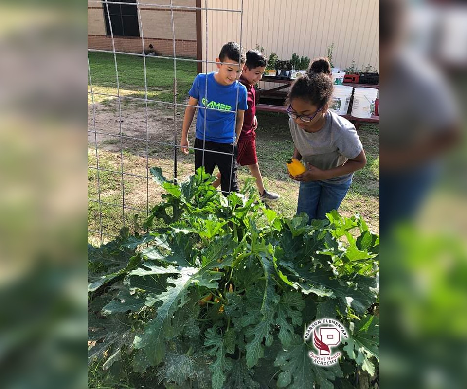 In December 2022, Mission CISD Pearson Elementary students saw the yellow straight neck squash seeds they planted become the first harvest of the school year. They are part of the district’s agricultural program, which has campus farms on 14 elementary school and two high schools. With UTRGV and the Rotary Club’s partnership, the school district plans to start a farm. (Courtesy Photo by Mission CISD). 