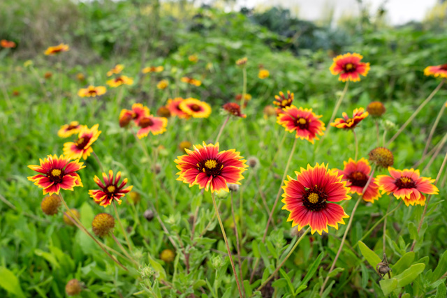 flowers at hub of prosperity farm