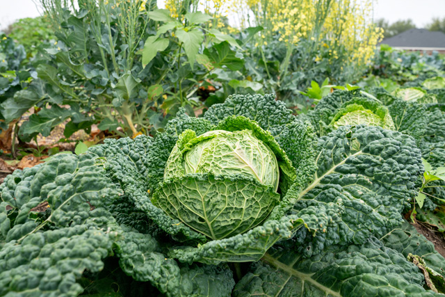 cabbages hub of prosperity farm