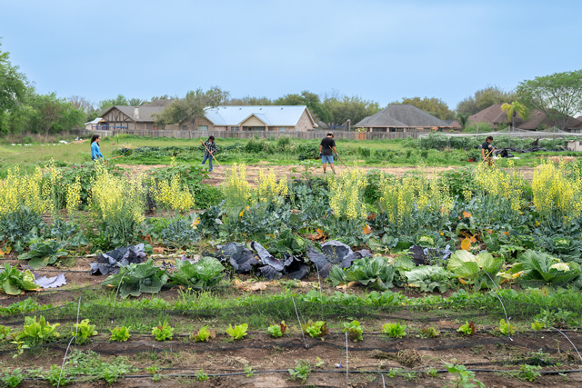 utrgv hub of prosperity farm