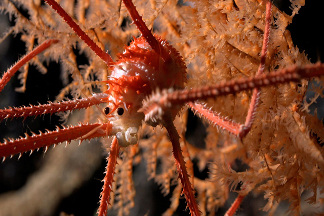 squat lobster