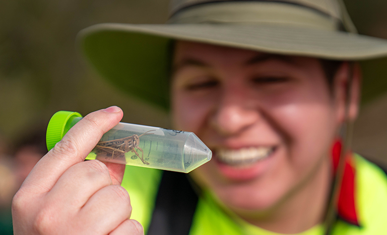 UTRGV students, researchers and community unite to monitor emerging agricultural pest