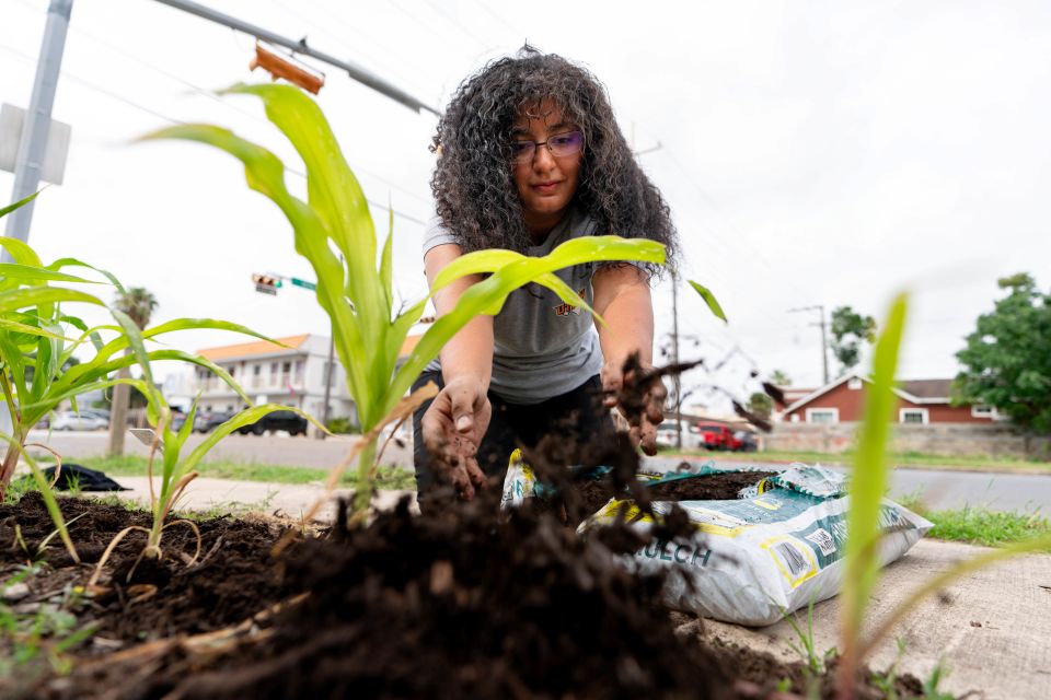A community volunteer spreads mulch around corn plants in a garden bed along a city sidewalk.