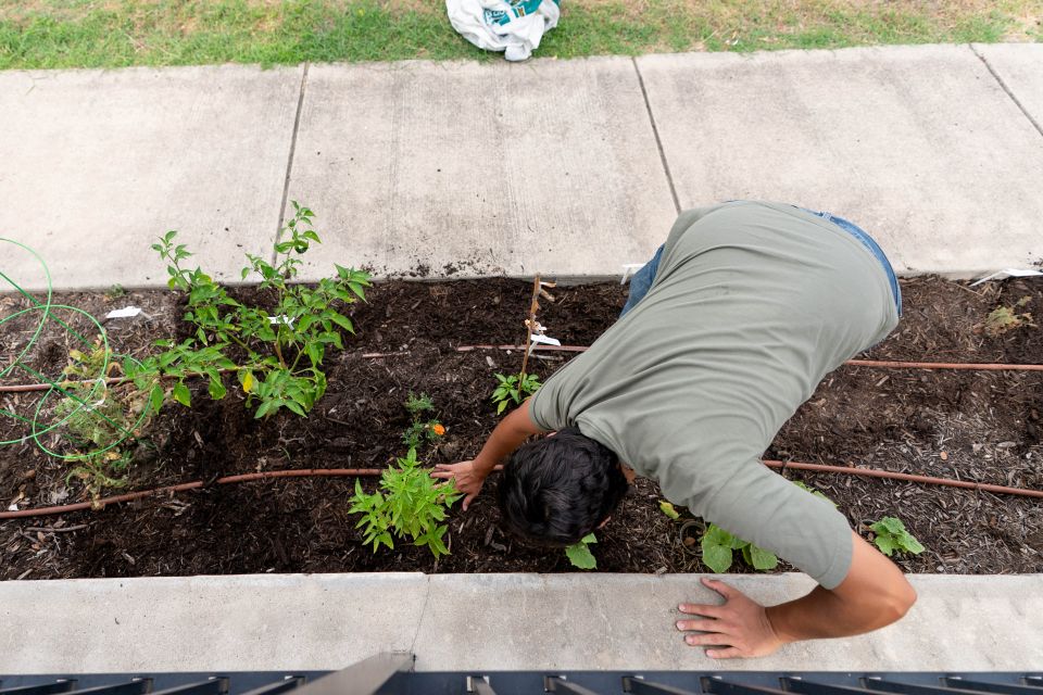 An overhead view shows a person tending a community garden bed planted with vegetables and flowers. Irrigation lines run through the garden as the person reaches into the soil near several growing plants beside a sidewalk.