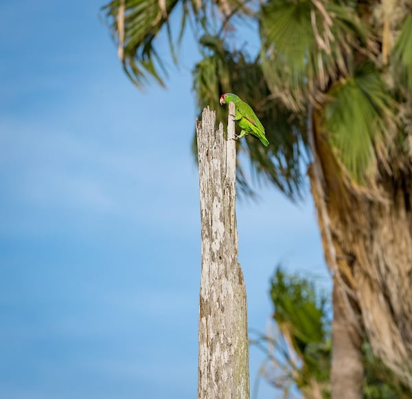 A Red Crowned Parrot perched on top of a dead palm tree.