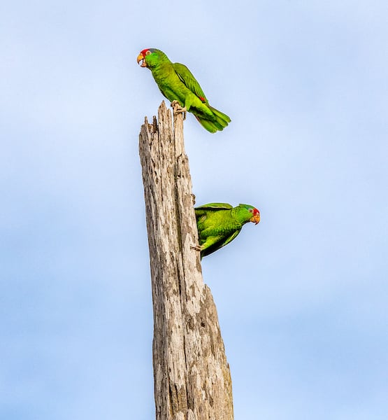 Two Red Crowned Parrots clinged to tree.