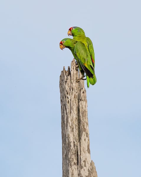 Red Crowned Parrots side by side.