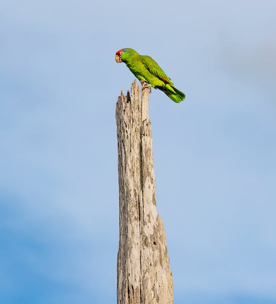 Thumbnail: Red Crowned Parrot's green feathers contrast against the sky blue background.