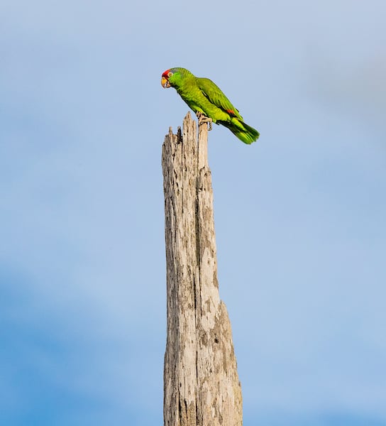 Red Crowned Parrot's green feathers contrast against the sky blue background.