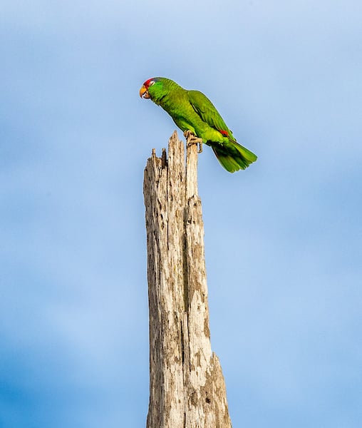 Thumbnail: Red Crowned Parrot closing its eyes.