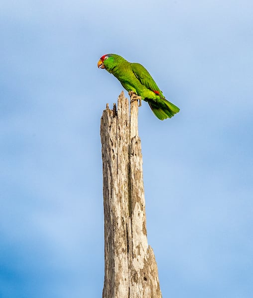 Red Crowned Parrot closing its eyes.