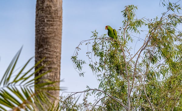 Red Crowned Parrot perched on a tree branch.