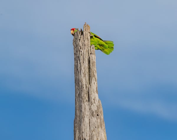 Red Crowned Parrot looking for a nest.