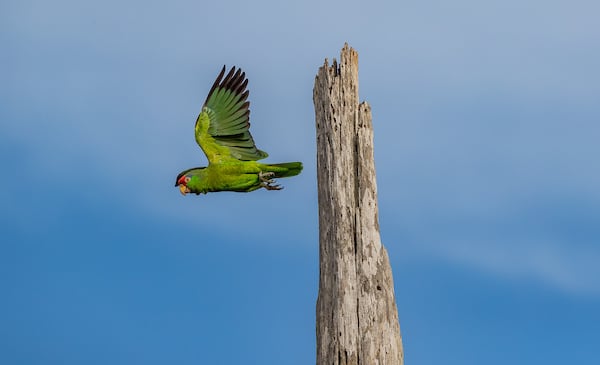 Red Crowned Parrot initiates a flight from palm tree.