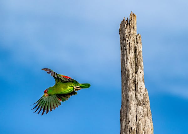 Thumbnail: Red Crowned Parrot extends its wings in flight.