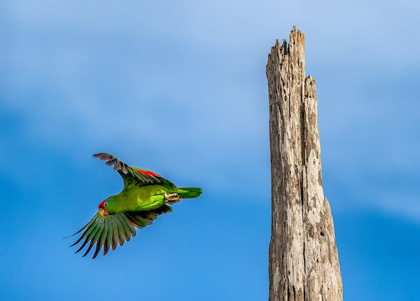 Red Crowned Parrot extends its wings in flight.