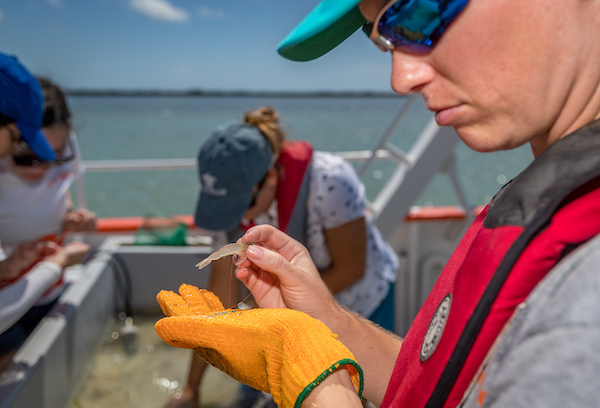 Brown shrimp was caught in the drag net.