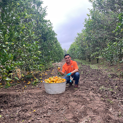 man in an orange orchard