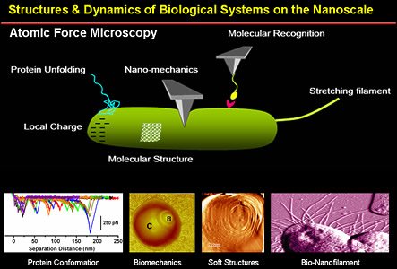 Biophysics & Nanoscience - Structures and dynamics of biological systems on the nanoscale: atomic force microscopy, molecular recognition, nano-mechanics, protein unfolding, local charge, molecular structure, protein conformation, biomechanics, soft structures, bio-nanofilament 