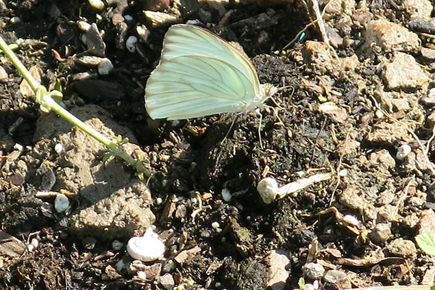 A great southern white butterfly puddling. Photo: JA Mustard