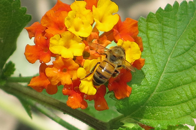 A honey bee on Texas lantana. Photo: JA Mustard