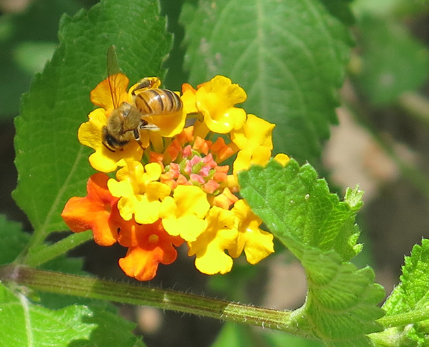 Honey bee on Texas Lantana. Picture: JA Mustard