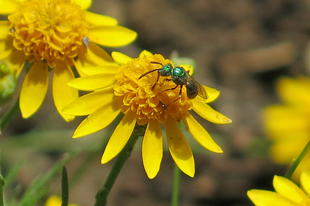A native sweat bee. Picture: JA Mustard