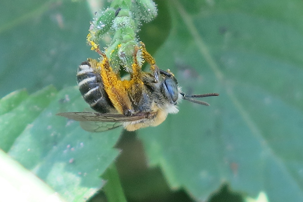 Native longhorn bee. Picture: JA Mustard
