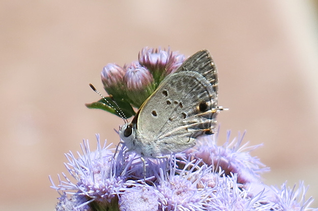 A mallow scrub hairstreak butterfly on blue mist flower. Picture: JA Mustard