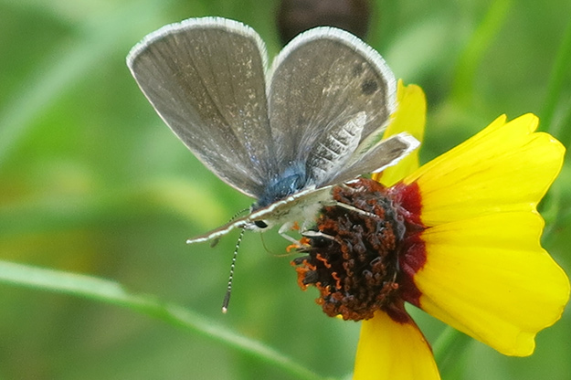 A marine blue butterfly. Picture: JA Mustard