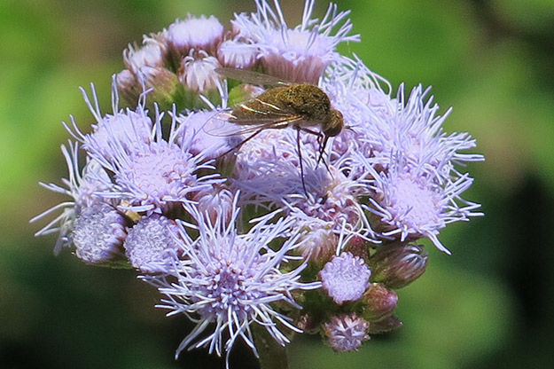 A fly sips from blue mist flower. Picture: JA Mustard