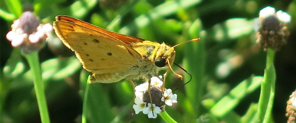 Skipper on frogfruit. Photo: JA Mustard