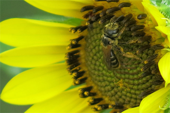 A native bee collects pollen on a sunflower Photo: JA Mustard