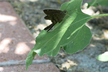A brown longtail butterfly. Photo: JA Mustard