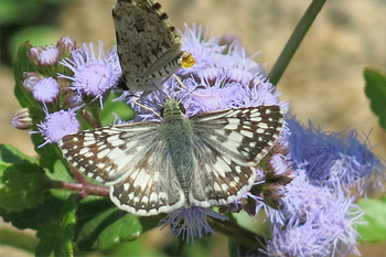 A desert checkered skipper releases pheromone to attract a mate. Photo: JA Mustard