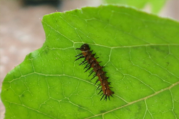 A caterpillar on a passion vine leaf. Photo: JA Mustard