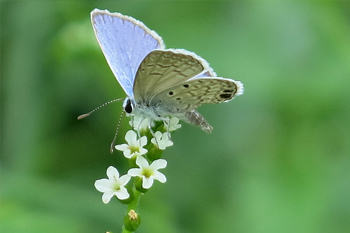 Ceraunus Blue butterfly on scorpion's tail. Photo: JA Mustard