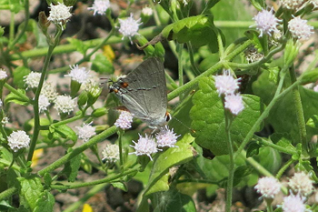 A gray hairstreak butterfly visits white mistflower. Photo: JA Mustard