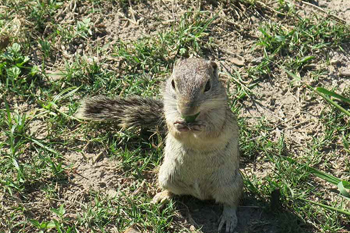 Ground Squirrel. Photo: JA Mustard