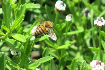 A honey bee forages on frog fruit. Photo: JA Mustard