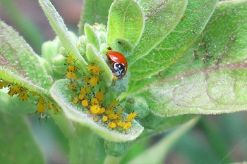 A lady bug eats the oleander aphids. Photo: JA Mustard